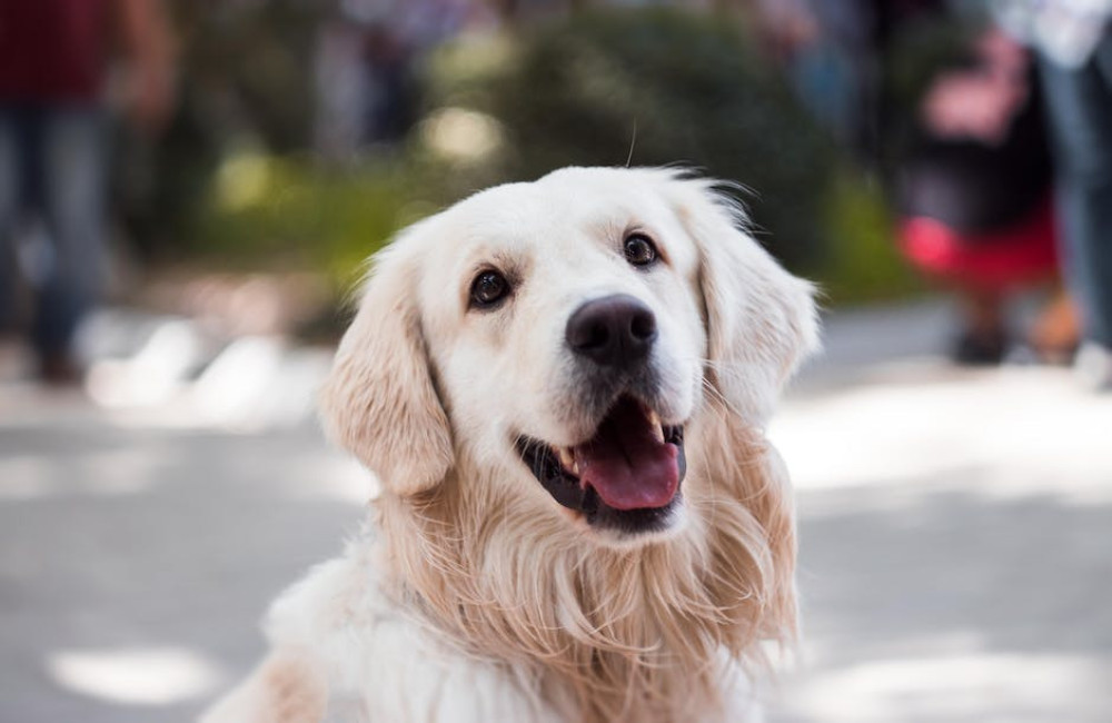 Even samen een weekendje weg? Breng je hond naar een asiel!